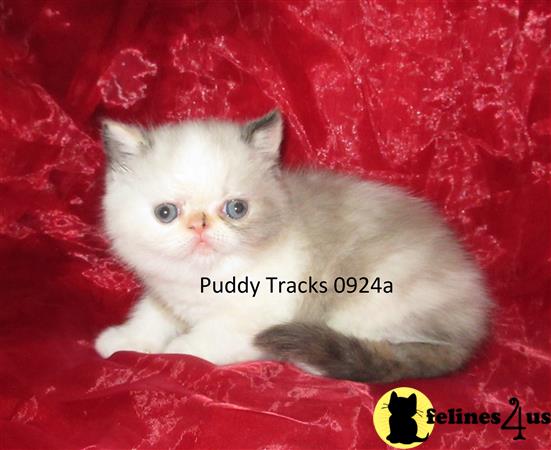 Puddy Tracks Picture 3